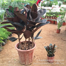 ڽ҃ȻֲСƤ̨ͥԺ;Gֲ