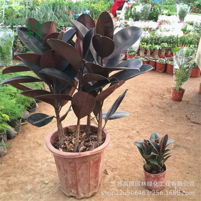 黑金刚盆栽室内花卉植物小橡皮树苗阳台庭院大型绿植