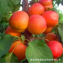 寧夏甜杏樹苗 金太陽杏樹苗當年種植當年結果樹現挖現賣 香甜肉多