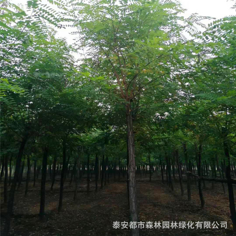 山东基地直销刺槐 香花槐 龙爪槐树苗 刺槐树 绿化苗木 规格齐全-阿里巴巴