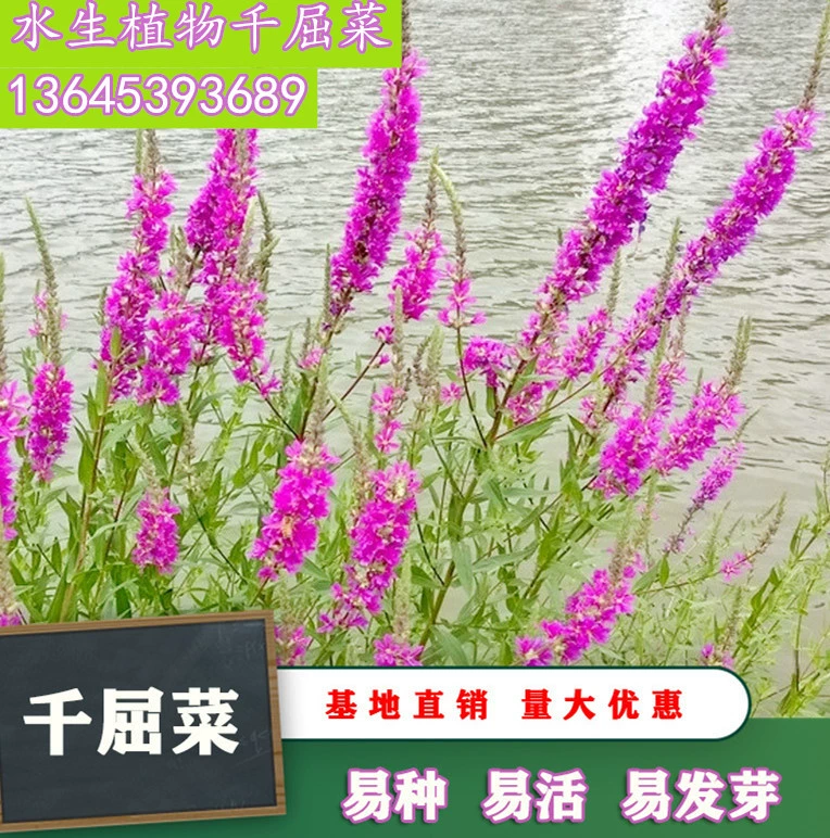 Семена Chalyllum морозостойкие термостойкие многолетние травы цельная трава нежный стеблевой лист Семена Chalyllum водное растение