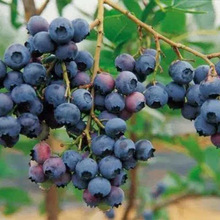 سۅ֦ƷNϲ{ݮr lYϲ{ݮ