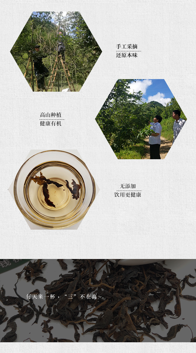 Qing Qian Liu Young Leaf Tea (Cyclocarya paliurus) — Wild Old-Tree Sweet Tea Leaves, 500g Loose Leaf quality and texture