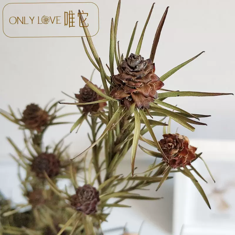 进口澳洲郁金香干花花束情人节礼物ins摆件风干花束真花材乾燥花