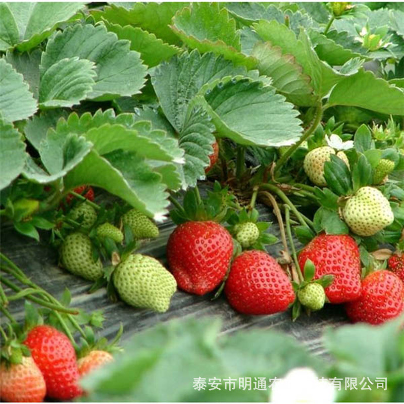 安徽草莓苗品种 脱毒红颜草莓苗基地 数量大价格优 当年结果草莓