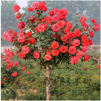 Прививка похожего на дерево розы пень розового дерева рассада старый пень Крытый сад в горшке балкон большой цветок ароматное многосезонное цветение