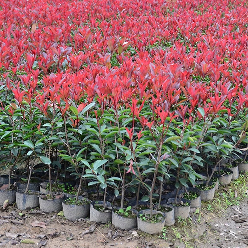 Красный листовой вереск саженец двор вилла зеленый саженец горшок красный Робин забор саженец пейзаж
