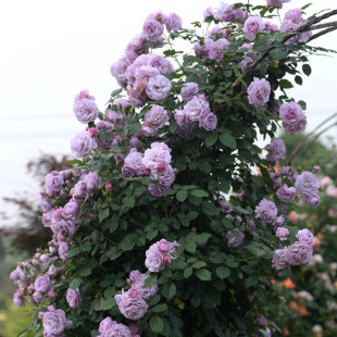 藍紫色薔薇花圖片 海量高清藍紫色薔薇花圖片大全 阿里巴巴