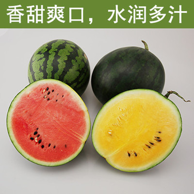 拍2發1 黃玉麒麟 紅玉麒麟 西瓜 黃肉西瓜新鮮孕婦現摘西瓜