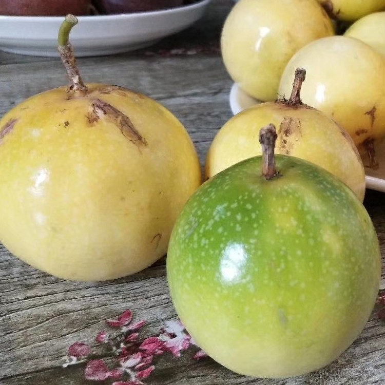 产地批发 黄金百香果 芭乐味 净重9斤装 微商 电商 一件代发