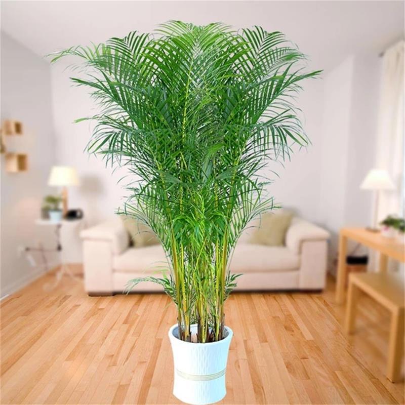 wholesale San Weikui Potted plant Reception Office a living room bonsai pocket Coconut bonsai Evergreen purify atmosphere