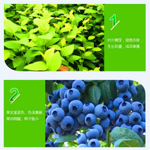 {ݮ3~4{ݮ l؛ NֲY {ݮl