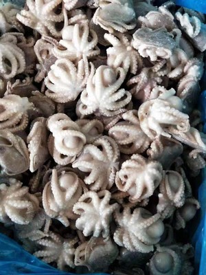 脆口八爪鱼盐揉三去小章鱼冰冻水产品日照海鲜