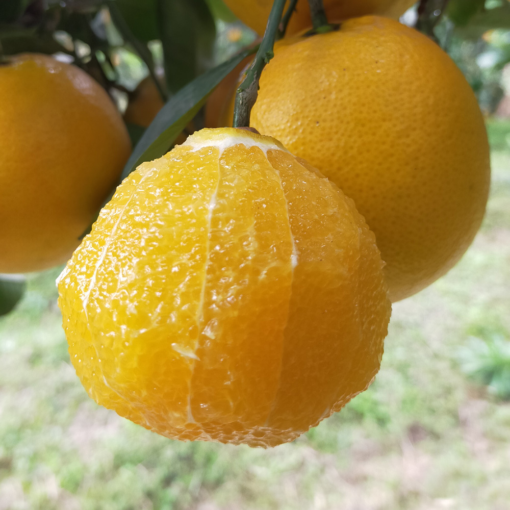 Orthodox school Place of Origin Mayang Candy orange 9 pounds Fresh fruit Orange child Juicy wholesale On behalf of