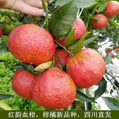 红韵血柑 嫁接红韵香柑 晚熟 柑橘苗 果树苗 成森苗木 柑桔