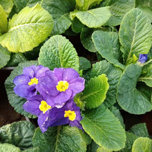 樱草花 樱草花品牌 图片 价格 樱草花批发 阿里巴巴