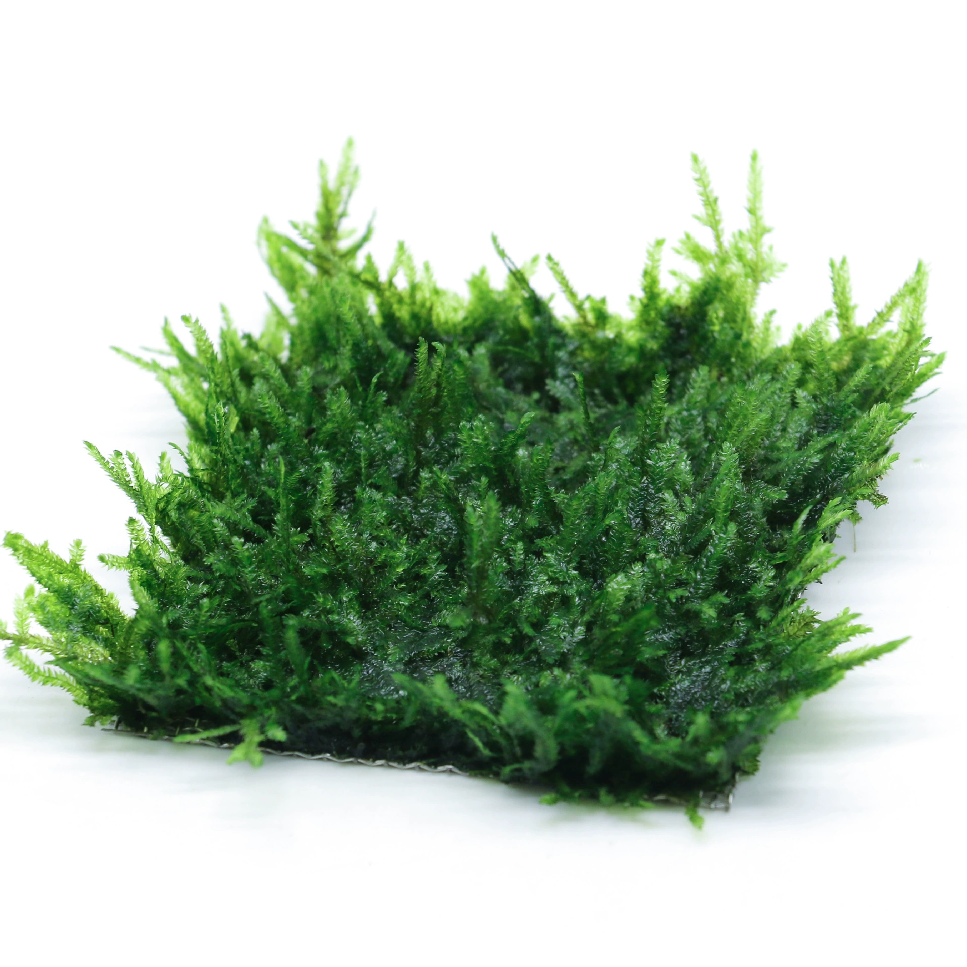 Кусок мох аквариум вода трава плач Слезы кристалл большой треугольник Matsutare Монстр папоротник мох 50 г пейзаж живой сетчатый мох