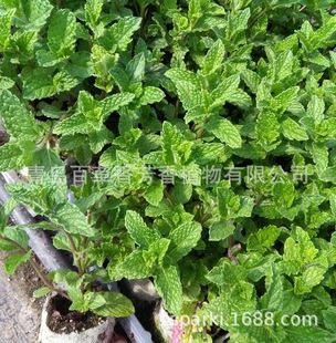 Aromatic Plant Potted Vanilla Spearmint Seedlings Various Mint Seedlings Green Mint Potted Seedlings Edible Mint