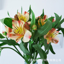 水仙切花 水仙切花批發 促銷價格 產地貨源 阿里巴巴 水仙切花 水仙切花批發 促銷價格 產地貨源 阿里巴巴