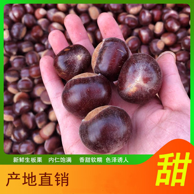5 pounds Chestnut Hill Small Standard Monsanto Chinese chestnut fresh Chestnuts wholesale jojoba Trees Raw chestnut fresh Wool chestnut