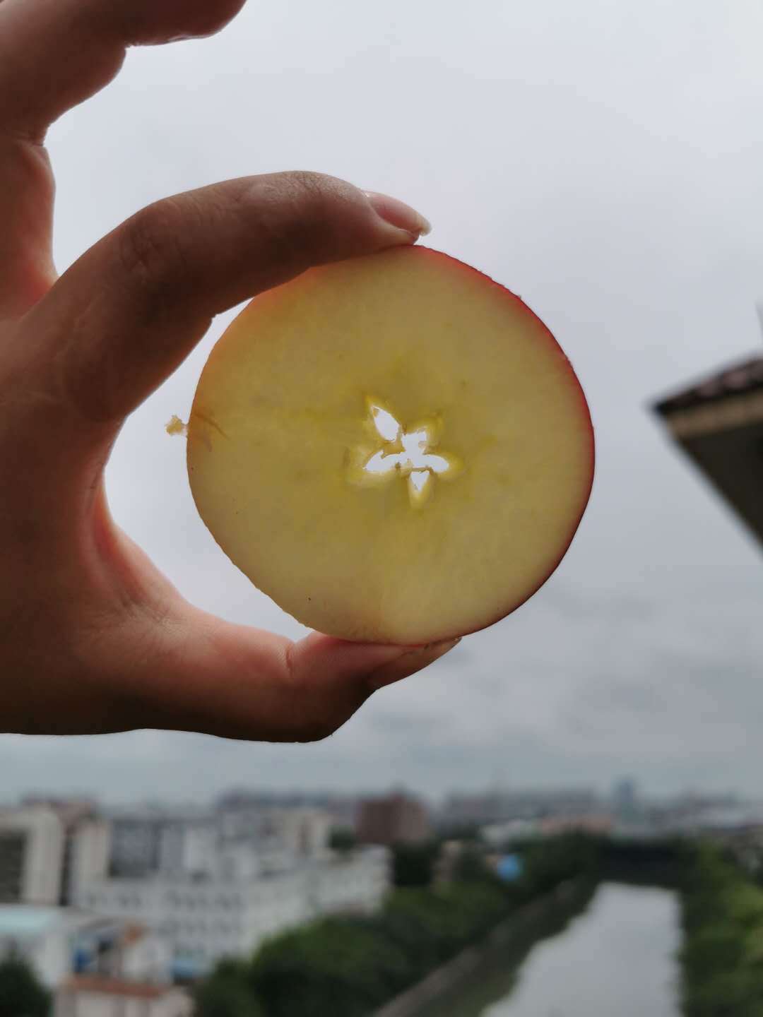 New Zealand Red rose 168 Empress Apple fresh fruit whole country Deliver goods