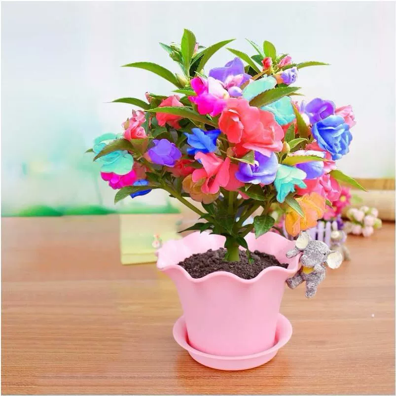 Новые семена красочные Impatiens семена хны четыре сезона посев семян чая зеленые растения в горшках Высокая всхожесть