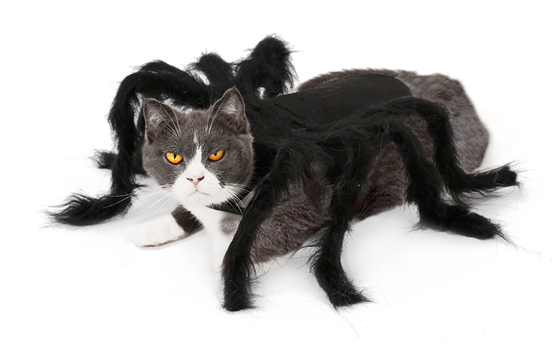 Pet Spider Costume Image 4