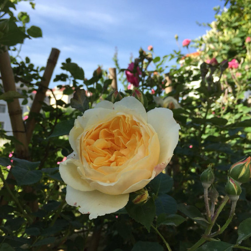 歡笑格魯吉亞月季苗 強香 攀援花卉 庭院花海設計 月季苗種植基地