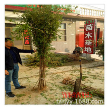 ɽ�|��Ǘ�������� ���l��Ǘ�С�煲����Ǘ� Ҏ��ȫ���̾G��