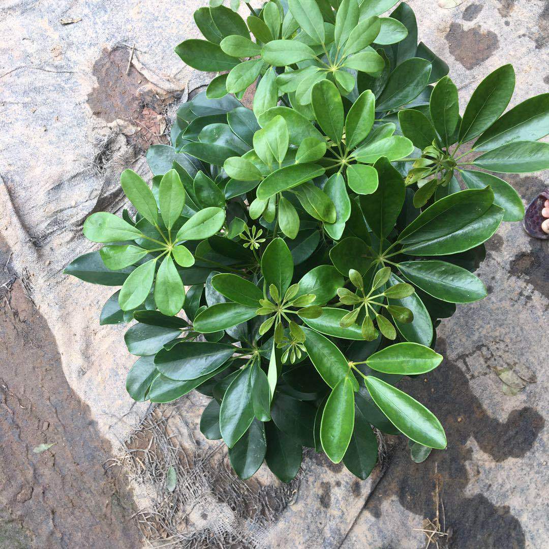 基地直供 批发鸭脚木 110 鹅掌柴工程绿化植物盆栽 阿里巴巴