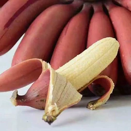 非处方滋补膏;其他果干蜜饯;其他药食同源