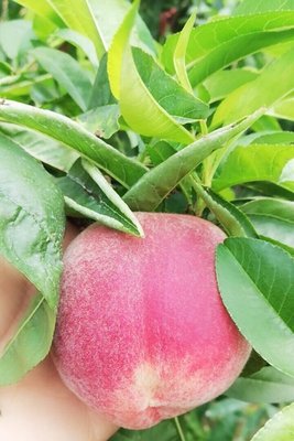 现货春雪水蜜桃新鲜水果非蟠桃油桃批发包邮一件代发全国发货|ru