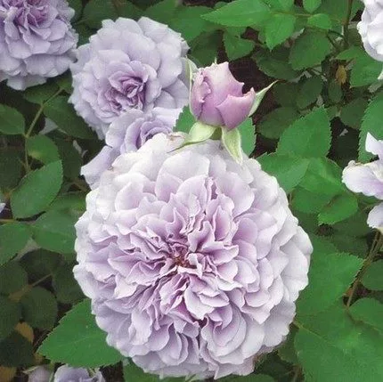 Японский Fenhua Фиолетовая Роза Рассада нефритовых водорослей Сломанный лоскут Тип цветка лотоса Четыре сезона Открытые комнатные и наружные настольные растения