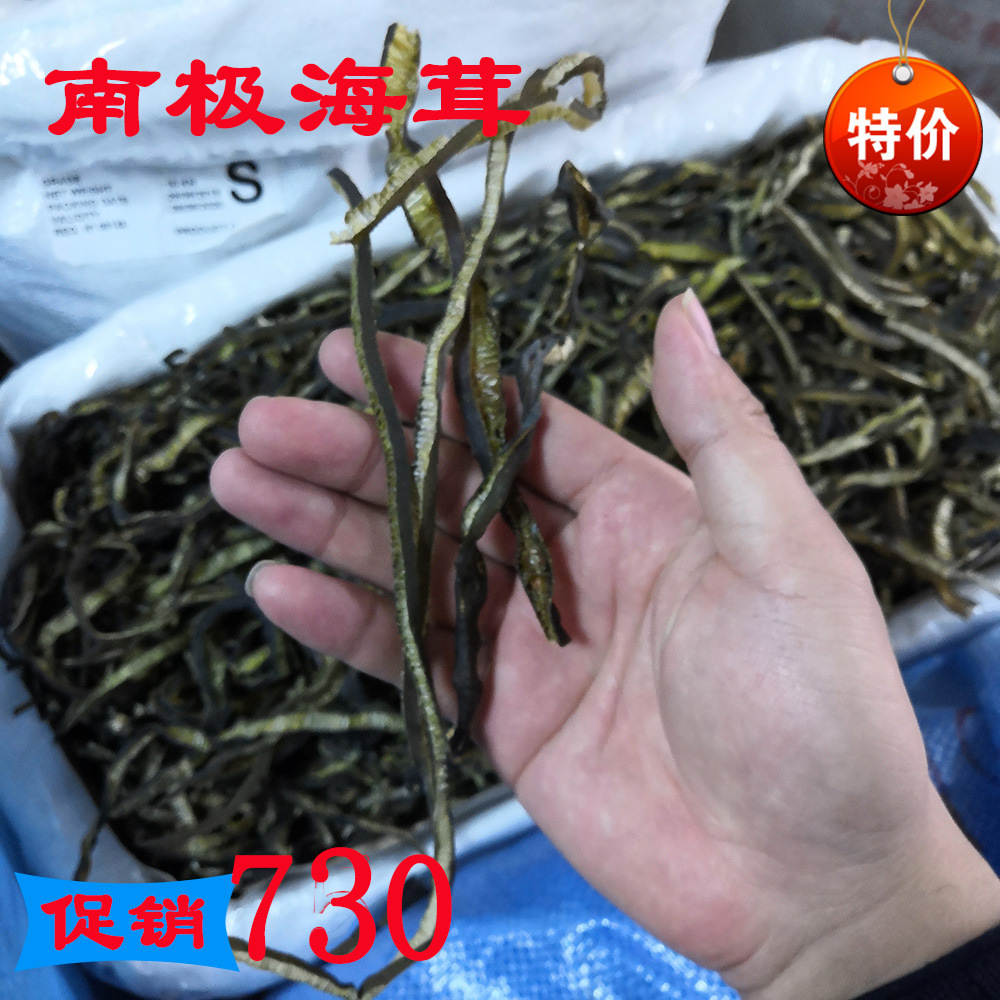 批发南极海茸