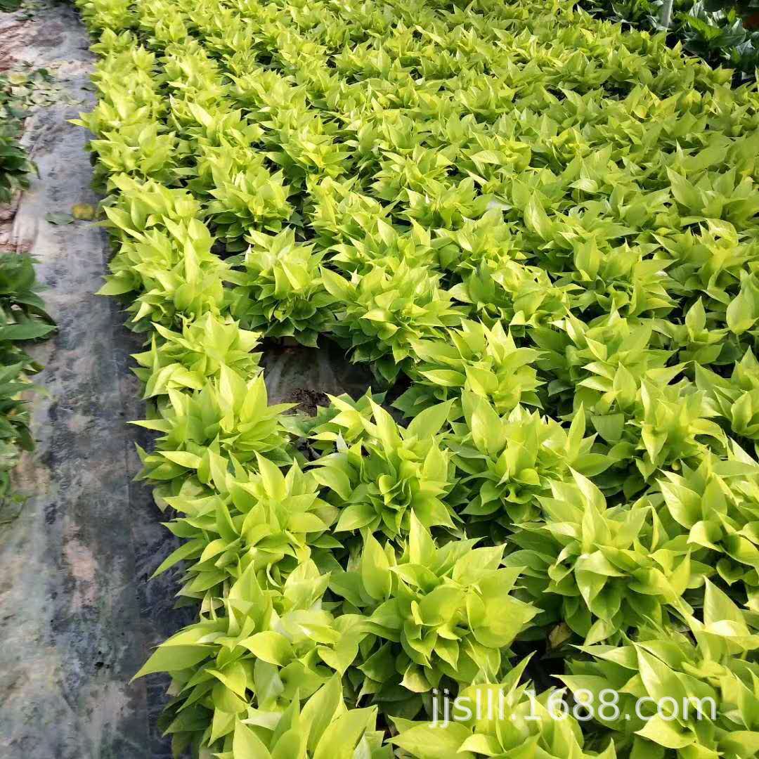 impicture_c8c1b59fd31e7f89998d