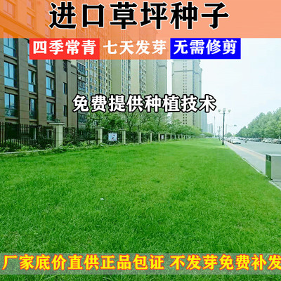 草坪种子庭院别墅操场四季青狗牙根黑麦草草籽耐寒护坡牧草不修剪|ms
