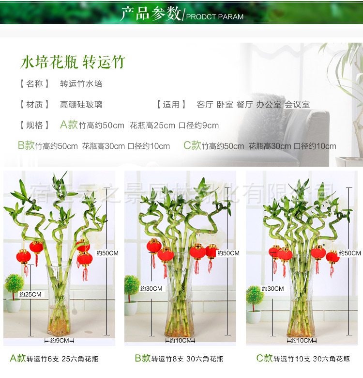 转运竹绿植富贵竹开运竹龙竹大叶竹弯竹水培植物室内盆栽招财竹-阿里巴巴