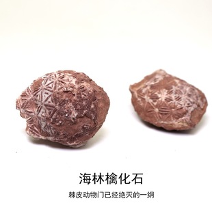 ���������A�����ջ�ʯ�˱�ԭʯ�^��Ƥ�����T��Ƥ���ﻯʯ�̌W�˱�