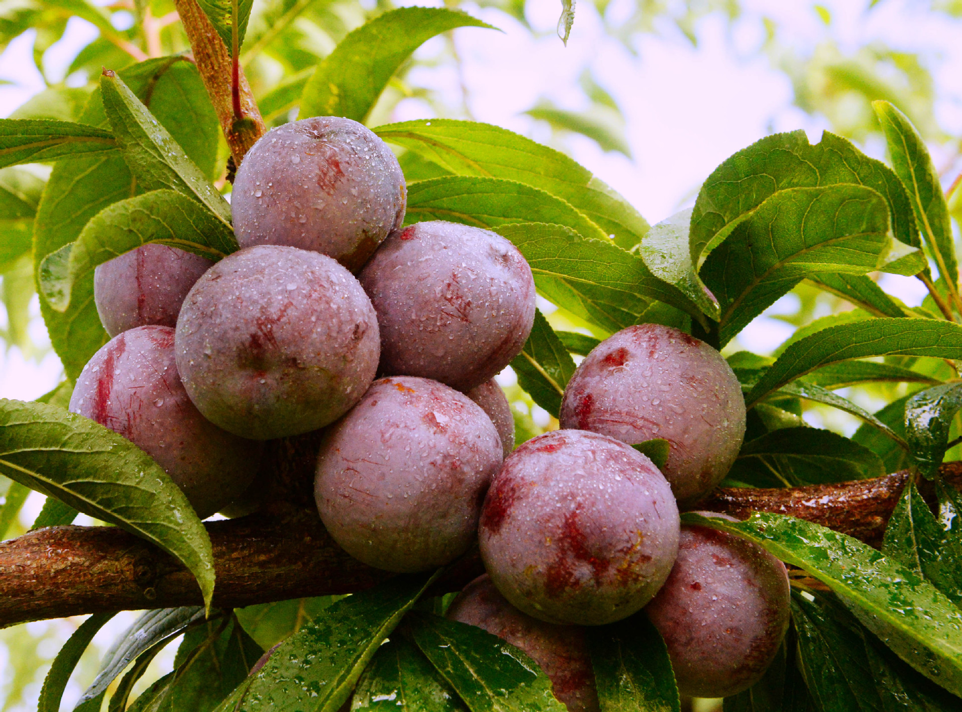 635caf645b314be69077425bd89c3a