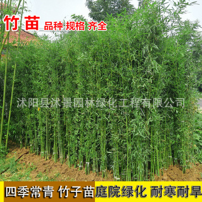 四季常青竹苗竹子苗室内阳台盆栽紫竹苗金镶玉竹黄金竹苗庭院耐寒|ms