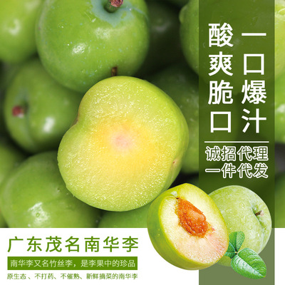 新鲜水果三月李酸爽青脆李 产地直供一件代发
