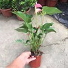 [Base direct batch] Three seedlings of pink palm potted plants indoor flowers and plants potted potted flowers can be hydroponic flowers