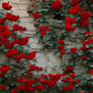 ��Ԯ��tСŮ���¼��໨�̨�Nޱ����I����΢�Ͷ��^�ٱ��¼�����