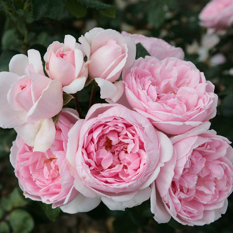 Оптовые немецкие импортные вьющиеся китайские саженцы роз Золушка балконные розы морозостойкость, термостойкость и устойчивость к болезням сильные цветы