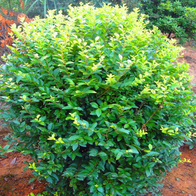 QQ截图20150709154409