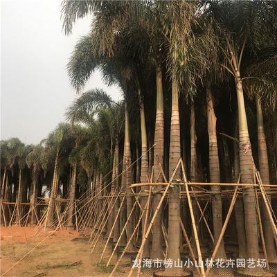 Hainan Coconut Quoted price Fujian large Palm Botany large Mu plant Base Various Specifications There are