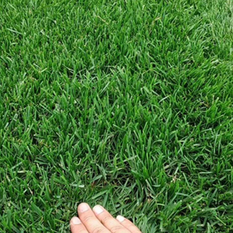 Семена газона спорыша семян трав мягкий Тип нет-Обрезка защита зеленого склона вытаптывание сопротивления сортов завершить большое количество отличный