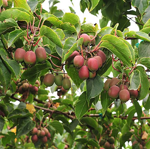 软枣弥猴桃树苗 盆栽地栽当年结果软枣弥猴桃苗 南方北方果树苗|ms