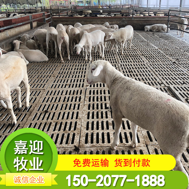 小尾寒羊羊羔图片,小尾寒羊尾巴区别图片,小尾寒羊尾巴图片(第14页)_大山谷图库