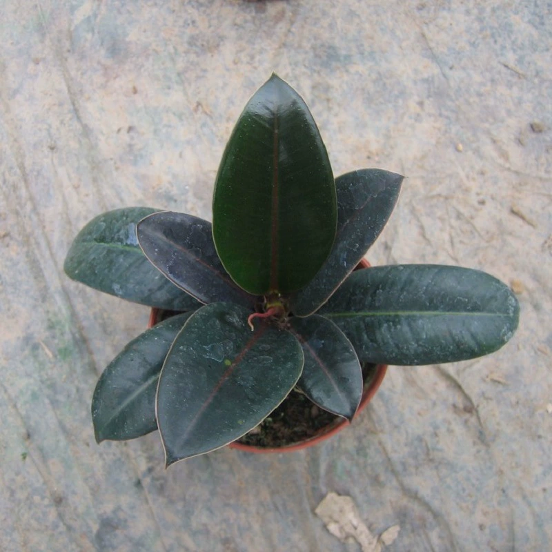 Базовые поставки офис зеленая посадка 90 чашек маленький алмазный каучук баньян маленькие горшечные садовые цветы и растения оптом